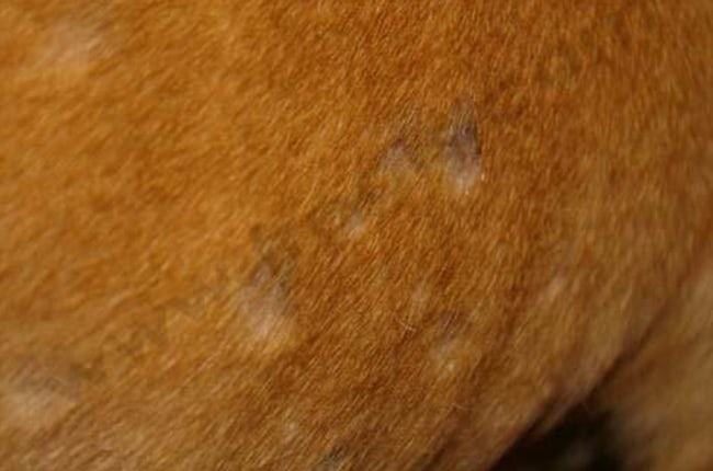 Pyodermites superficielles chez le chien