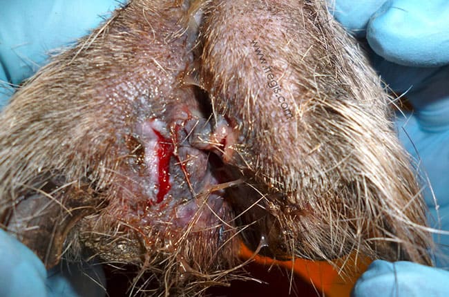 Cellulite idiopathique du Berger allemand