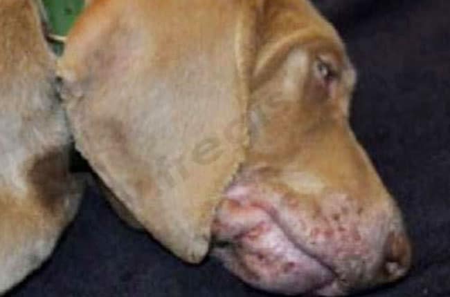 Cellulite juvénile canine