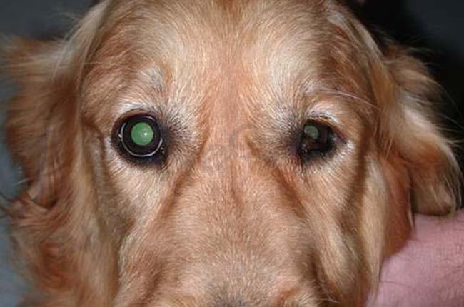 Syndrome de Claude Bernard Horner chez le chien