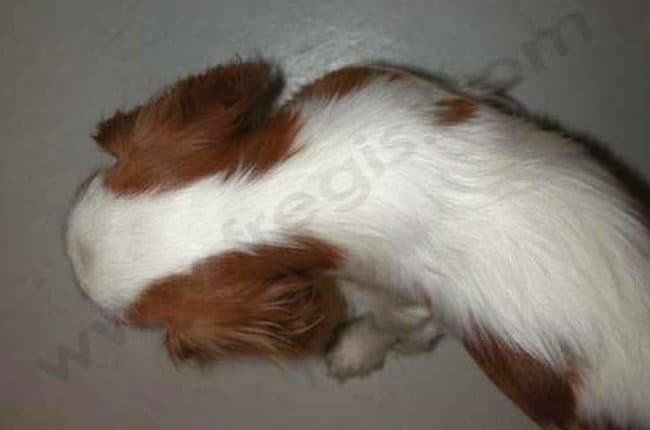 Syndrome de type Chiari chez le chien