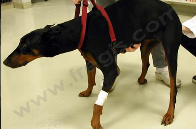 Syndrome de wobbler chez le chien