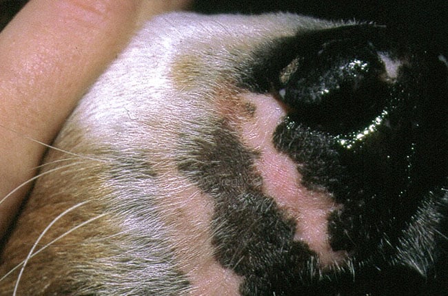 Syndrome uvéo-cutané chez le chien