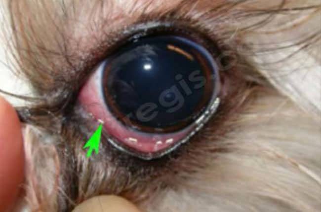 Trichiasis de la caroncule médiale chez le chien