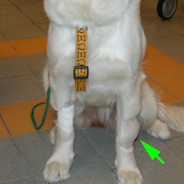 Chondrosarcome chez le chien