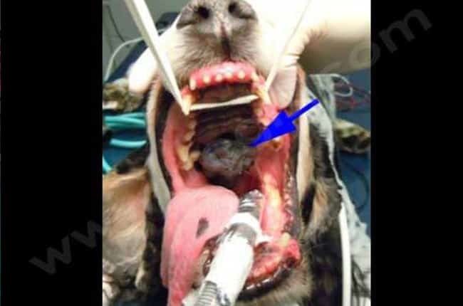 Tumeurs bucco-pharyngées chez le chien