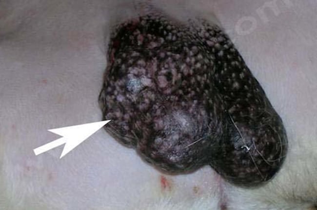 Tumeurs testiculaires chez le chien