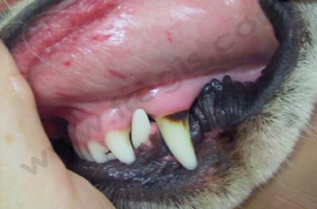 Coagulopathies chez le chien