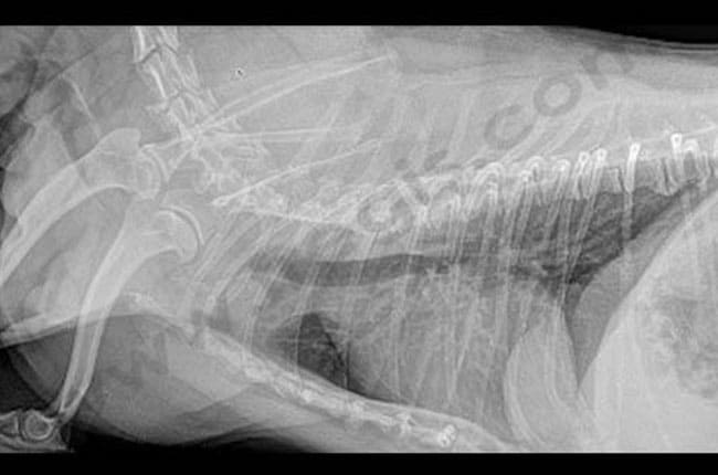 Collapsus trachéal chez le chien