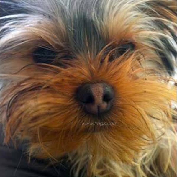 Dépigmentation de la truffe chez le chien