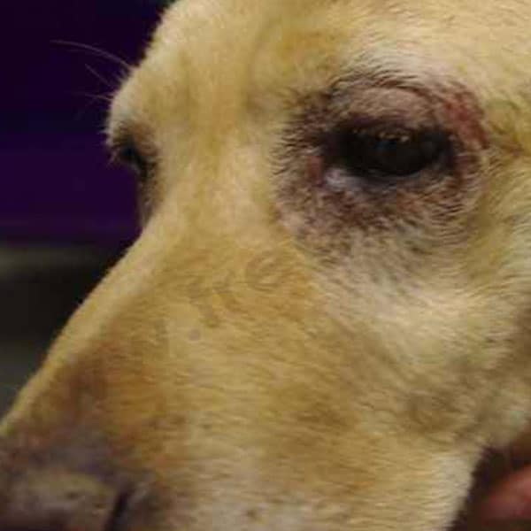 Dermatite atopique chez le chien