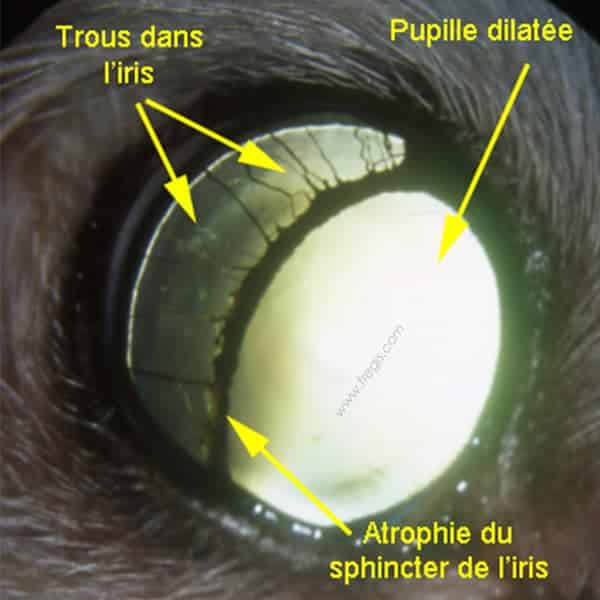 Atrophie sénile de l'iris chez le chien