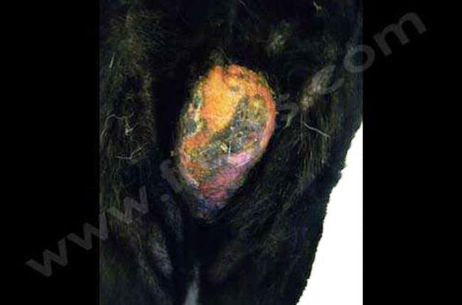 Dermatite de contact chez le chien