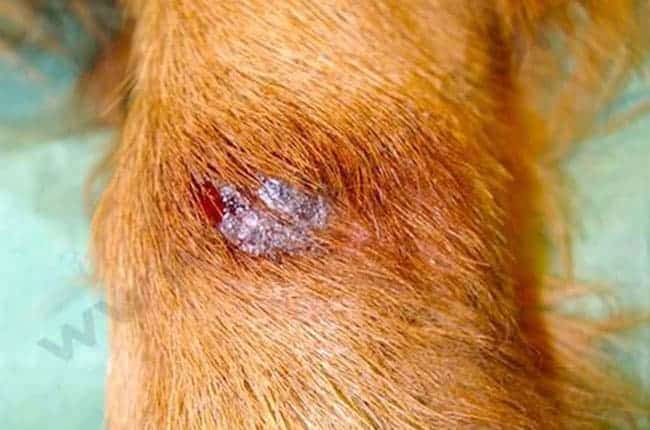 Dermatite de léchage des extrémités chez le chien