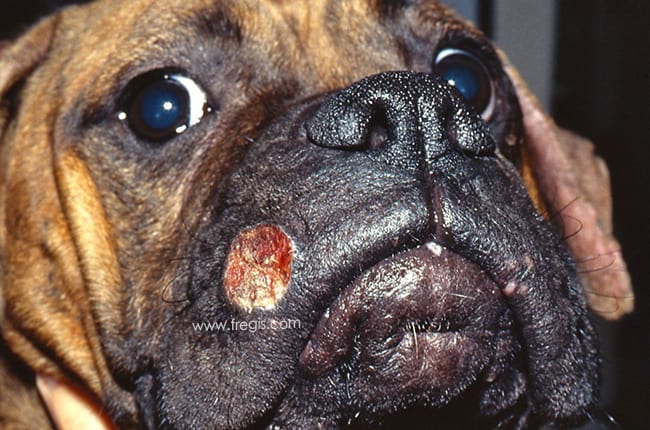 Dermatite éosinophilique œdémateuse chez le chien