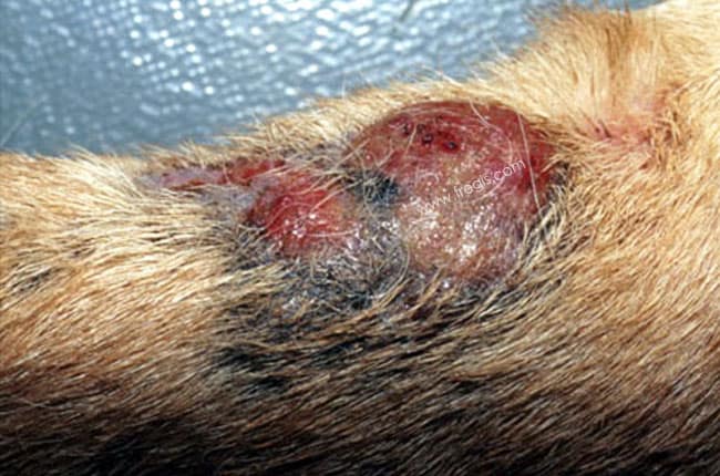 Dermatofibrose nodulaire chez le chien