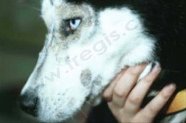 Dermatose répondant au Zinc chez le chien