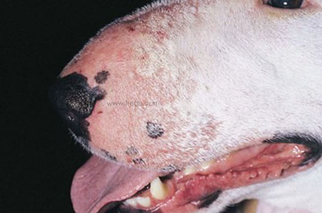 Dermatose solaire chez le chien