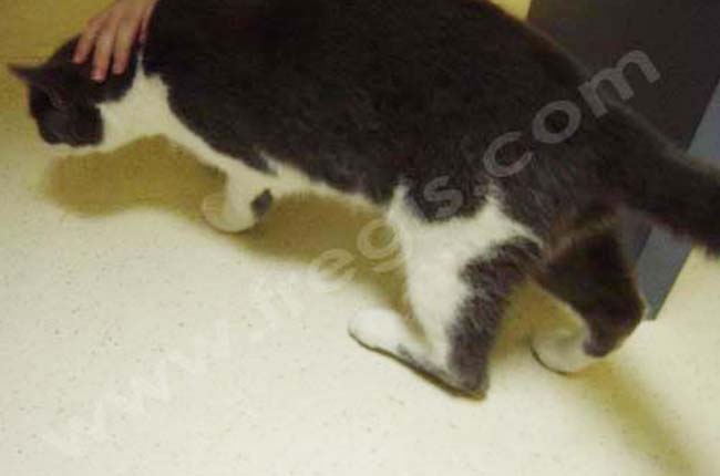 Atteinte (et rupture) du tendon d'Achille (corde du jarret) chez le chat