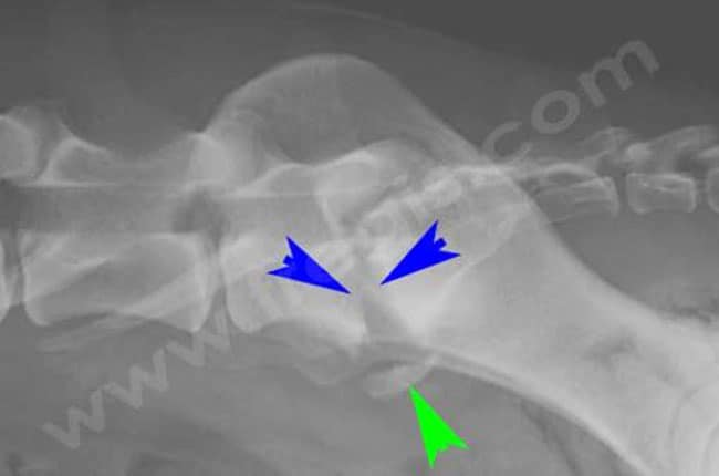 Discospondylite (ou spondylodiscite) chez le chien
