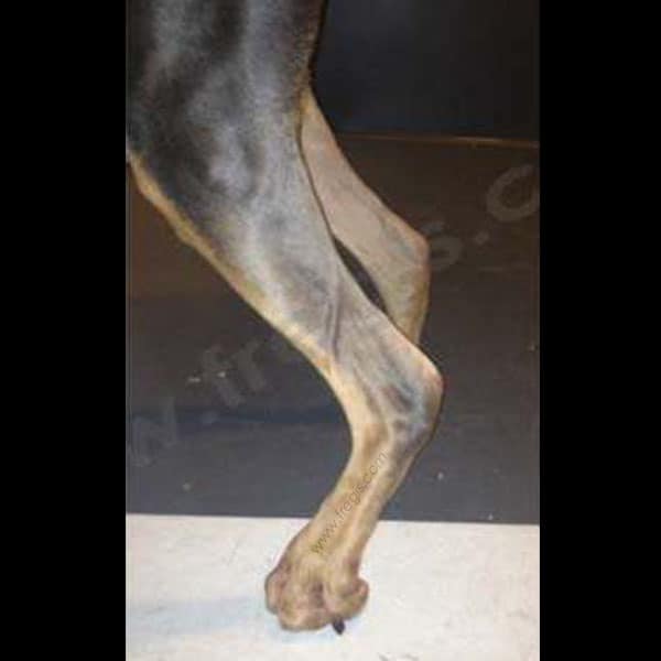 Atteinte (et "rupture") du tendon d'Achille (corde du jarret) chez le chien
