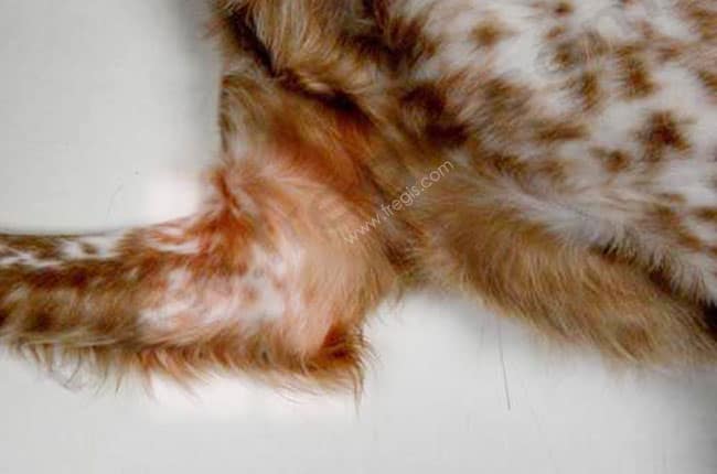 Dépistage radiographique d'une dysplasie du coude chez le chien