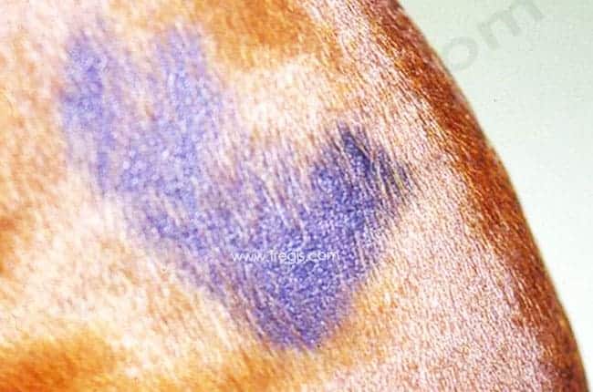 Dysplasie folliculaire cyclique chez le chien