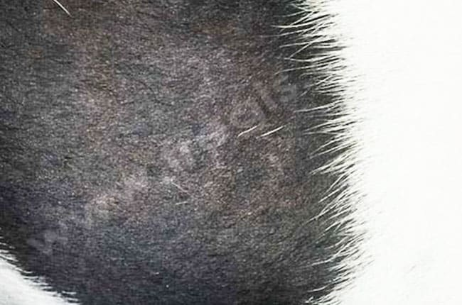 Dysplasie folliculaire des poils noirs chez le chien