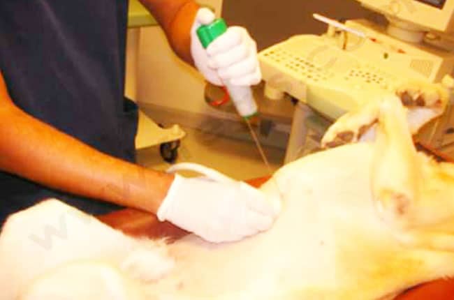 Dysplasie microvasculaire hépatique chez le chien