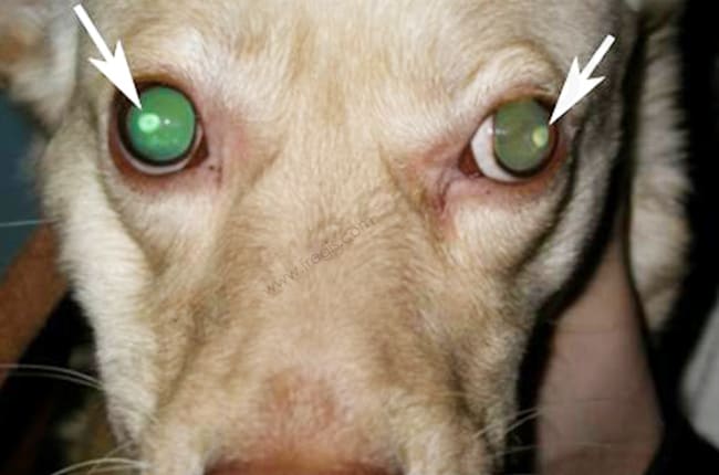 Dystrophie cornéenne chez le chien