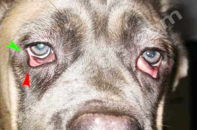 Ectropion chez le chien