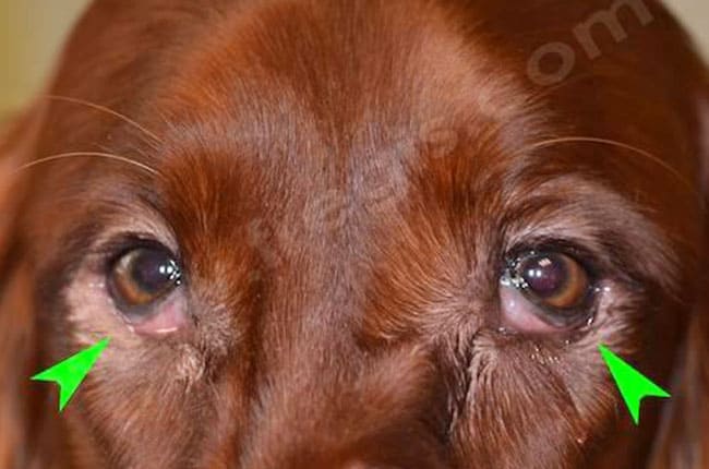 Entropion chez le chien