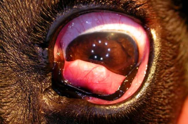 Eversion du cartilage de la membrane nictitante chez le chien