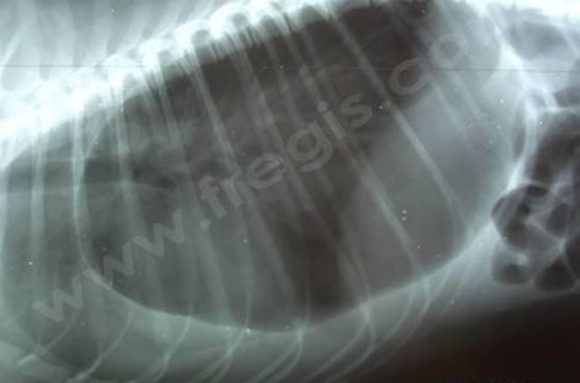 Hernie diaphragmatique chez le chien