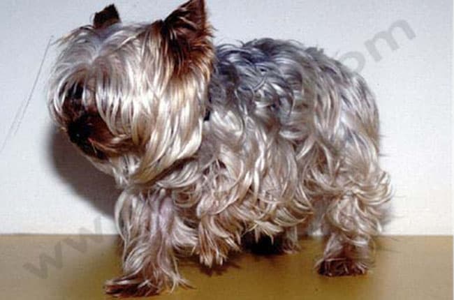 Hernie discale chez le chien