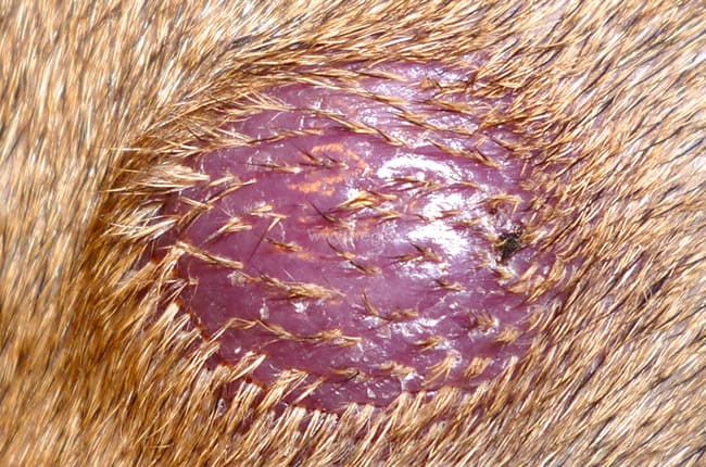 Histiocytome cutané chez le chien