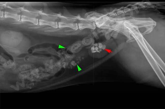 Calculs de la vessie (urolithiase, lithiase urinaire vésicale) chez le chat
