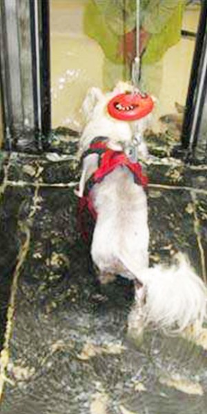 Hydrothérapie chez le chien
