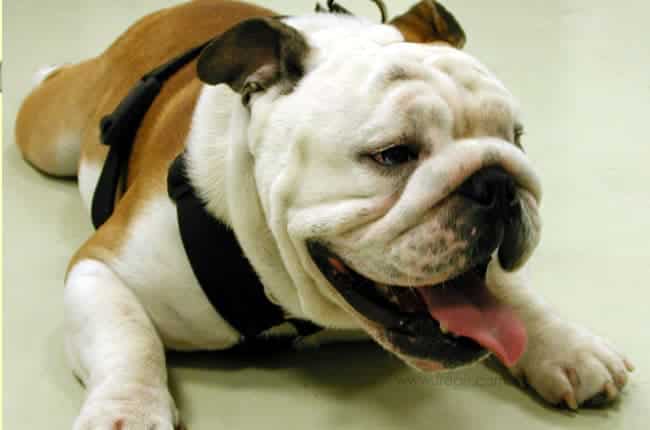 Hypoplasie trachéale chez le chien