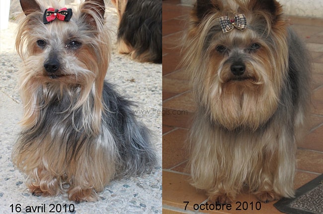 Hypothyroïdie chez le chien