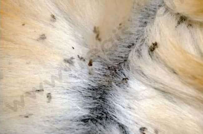 Ichthyose chez le chien