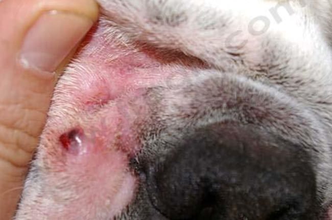 Intertrigo ou affections des plis chez le chien