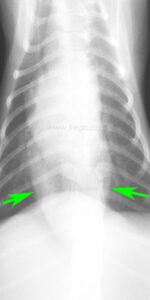 Intussusception gastro-oesophagienne chez le chien