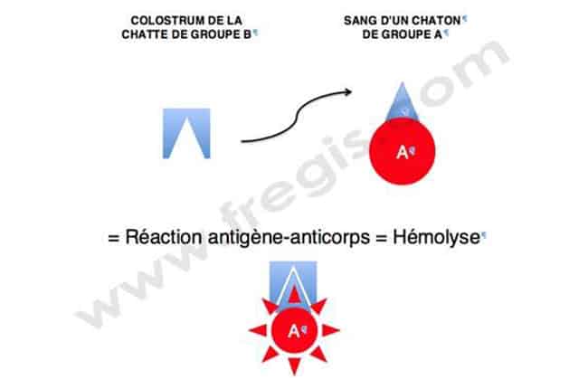 Isoérythrolyse néonatale (syndrome hémolytique néonatal) chez le chat