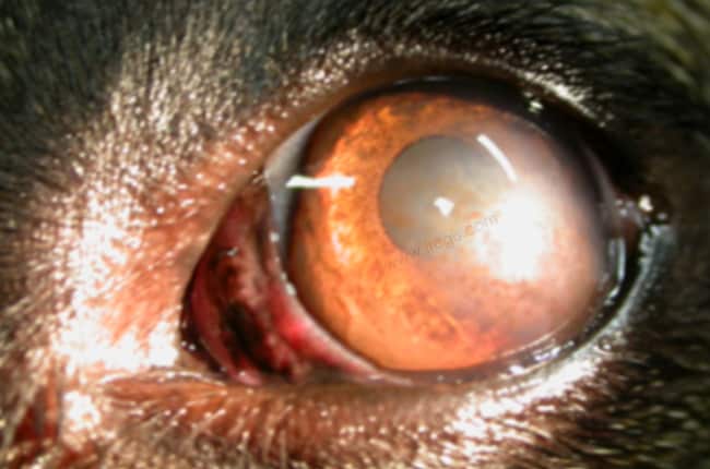 Kératite superficielle chronique (KSC ou pannus) chez le chien