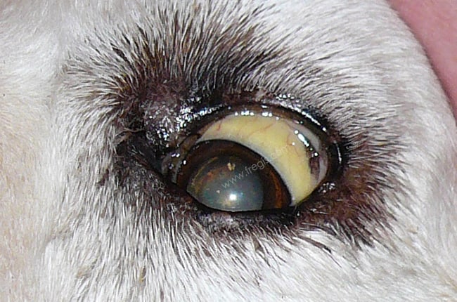 Leptospirose chez le chien