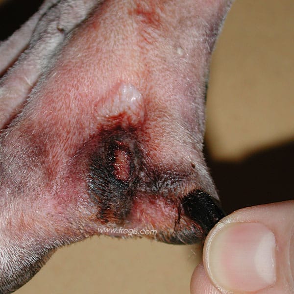 Carcinome épidermoïde du doigt chez le chien