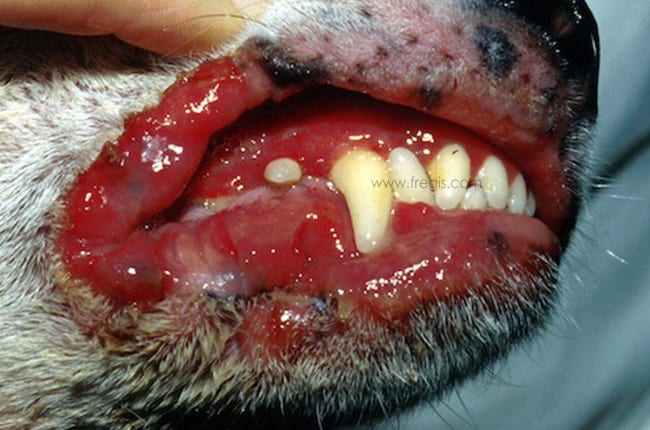 Lymphome cutané chez le chien