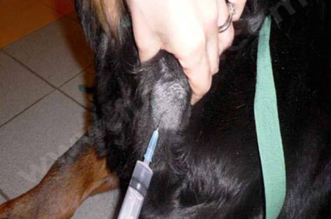 Lymphomes chez le chien