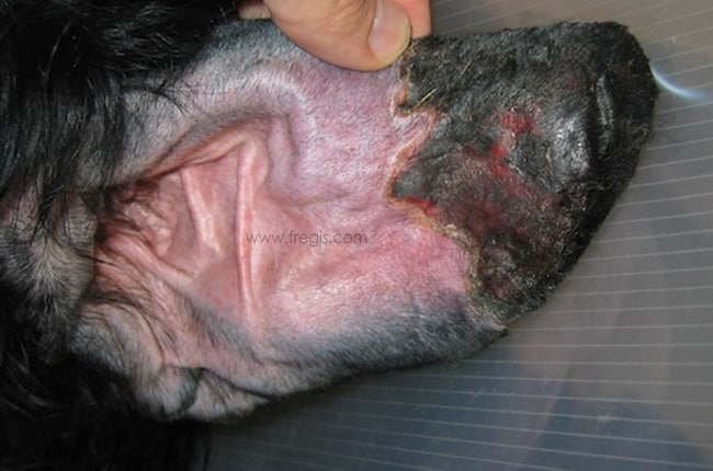 Vascularite ou dermatopathie ischémique chez le chien